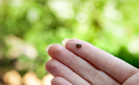 Как защититься от клещевого энцефалита?